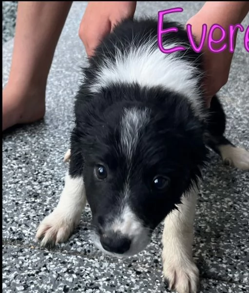 Border Collie (cuccioli maschio e femmina) | Foto 1