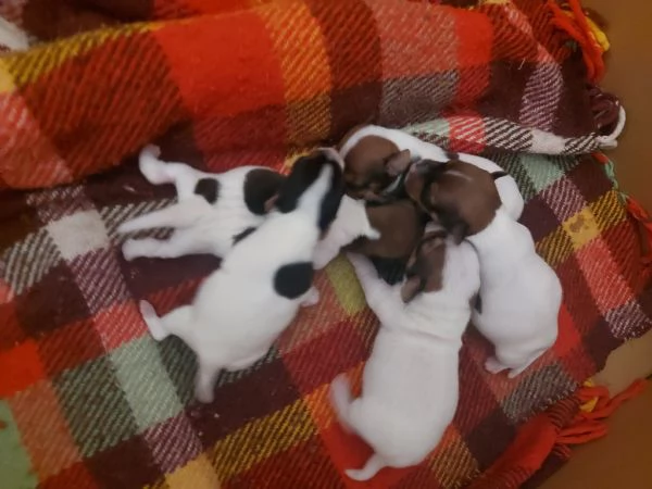 Gek Russel toy  | Foto 2