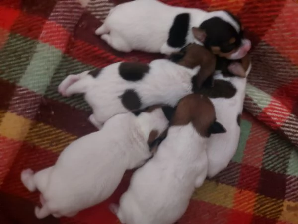 Gek Russel toy  | Foto 1