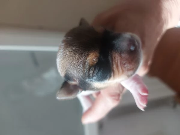 Gek Russel toy  | Foto 0