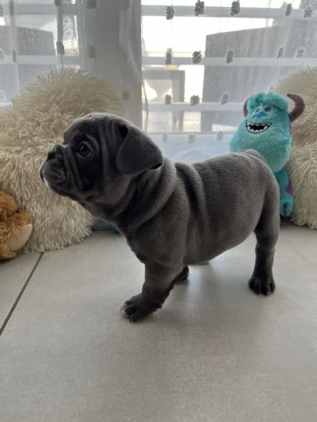 Cuccioli bulldog francese blu