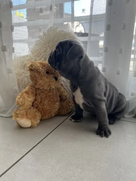 Cuccioli bulldog francese blu | Foto 3