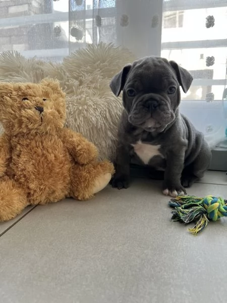 Cuccioli bulldog francese blu | Foto 2