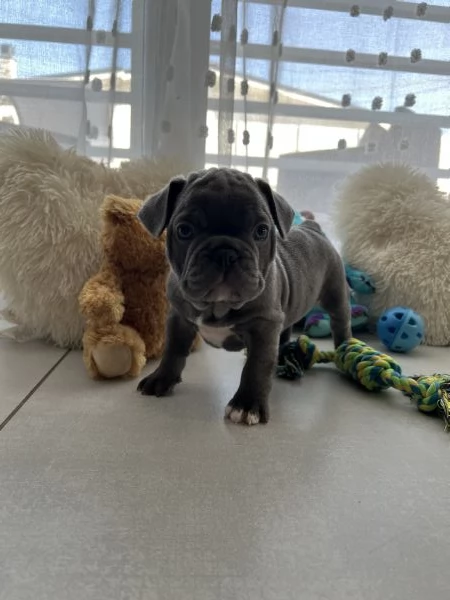 Cuccioli bulldog francese blu | Foto 1