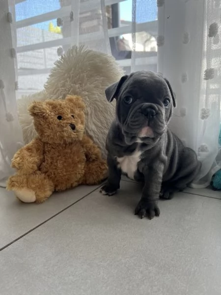 Cuccioli bulldog francese blu | Foto 0