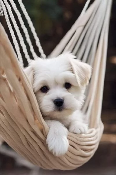 Cuccioli di Maltese toy