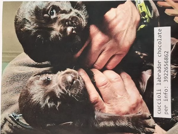 Cuccioli di labrador cioccolato | Foto 7