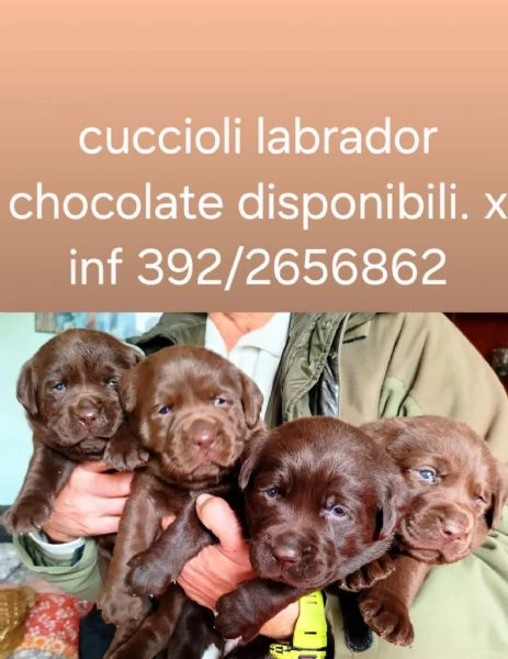 Cuccioli di labrador cioccolato | Foto 6
