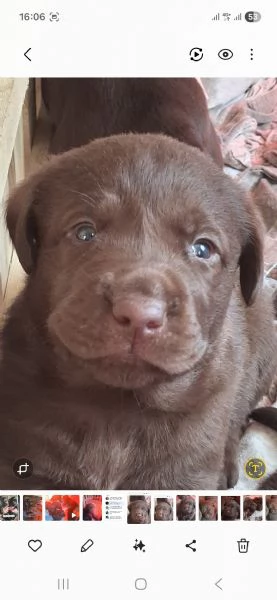 Cuccioli di labrador cioccolato | Foto 5
