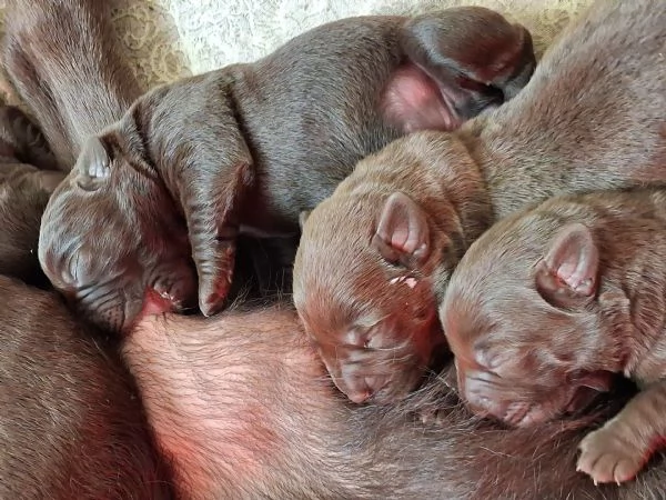 Cuccioli di labrador cioccolato | Foto 4