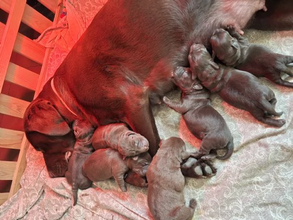 Cuccioli di labrador cioccolato | Foto 3