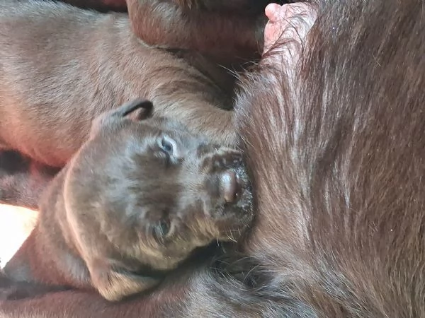 Cuccioli di labrador cioccolato