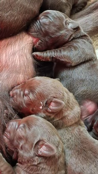 Cuccioli di labrador cioccolato | Foto 1