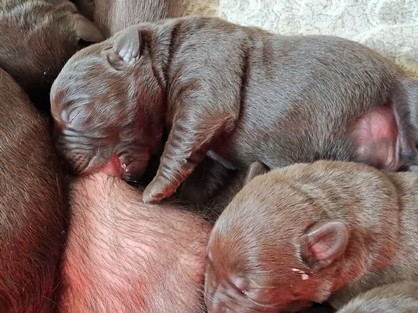 Cuccioli di labrador cioccolato | Foto 0