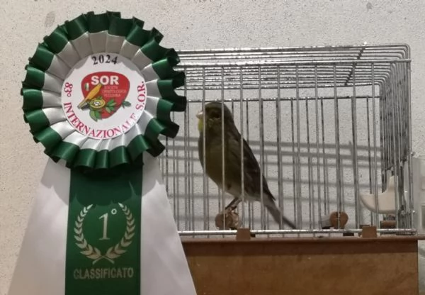 Canarini Timbrado Classico 