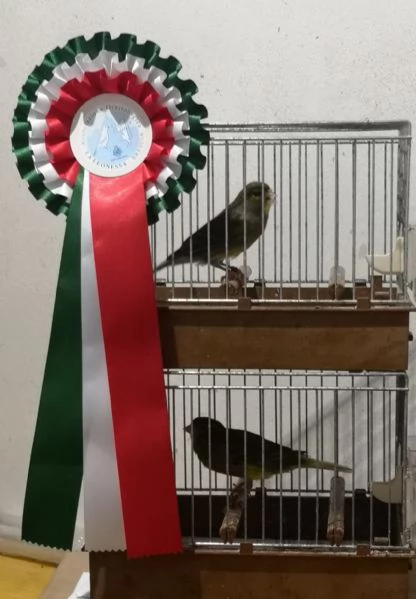 Canarini Timbrado Classico  | Foto 4