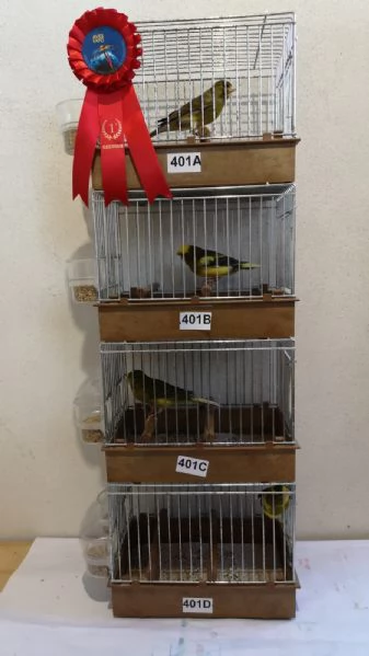 Canarini Timbrado Classico  | Foto 3