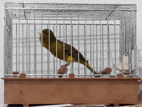 Canarini Timbrado Classico  | Foto 2