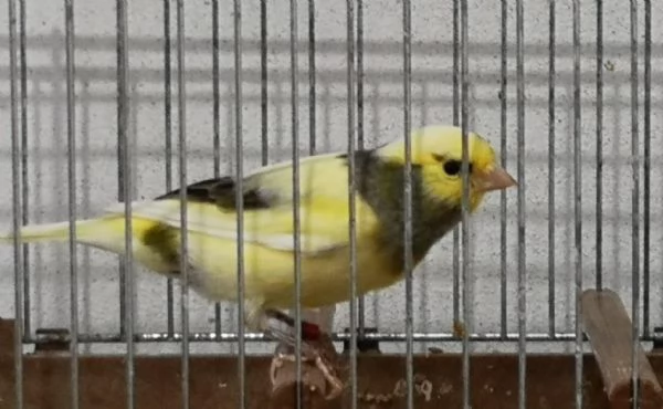 Canarini Timbrado Classico  | Foto 1