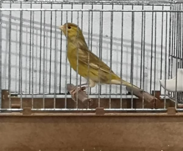 Canarini Timbrado Classico  | Foto 0