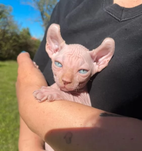 Disponibilit&agrave; di gattini Sphynx 