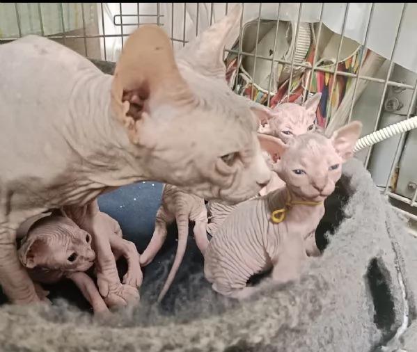 cuccioli sphynx 