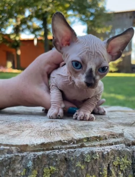 Cuccioli di Sphynx maschi e femmine