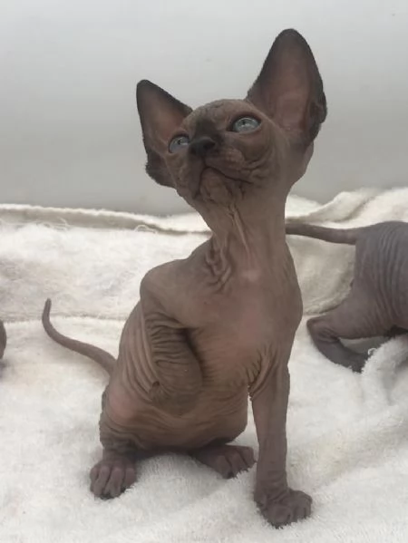 Gatti Sphynx con pedigree