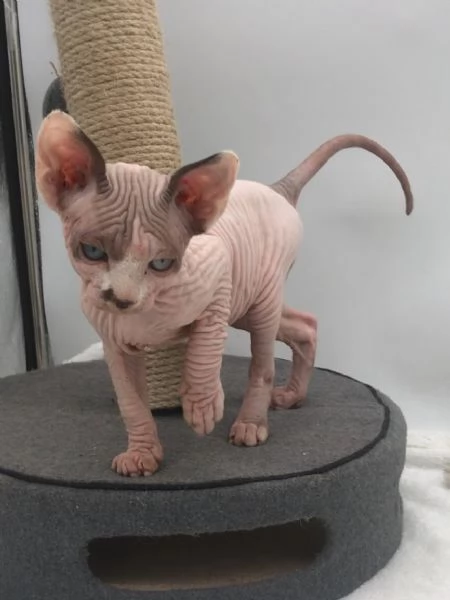 Gatti Sphynx con pedigree | Foto 3