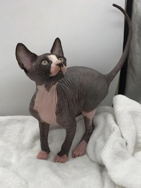 Gatti Sphynx con pedigree | Foto 2