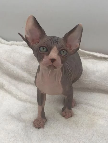 Gatti Sphynx con pedigree | Foto 1