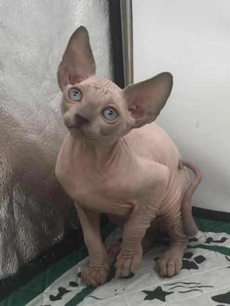 Gatti Sphynx con pedigree | Foto 0