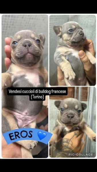 Vendita bulldog francese privato 