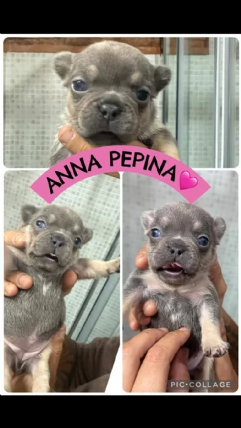 Vendita bulldog francese privato  | Foto 3