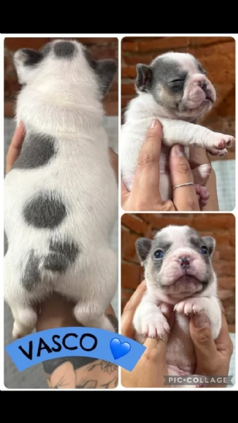 Vendita bulldog francese privato  | Foto 2