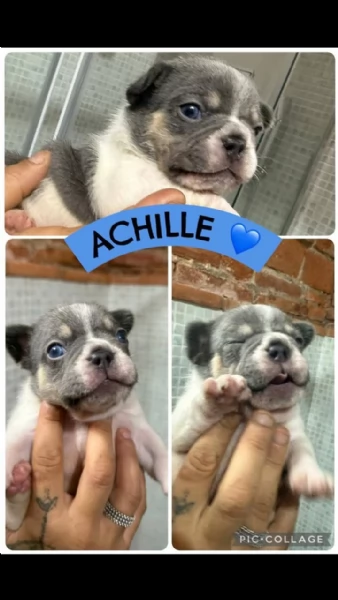 Vendita bulldog francese privato  | Foto 1