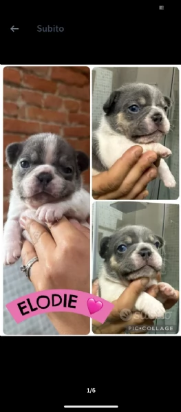 Vendita bulldog francese privato  | Foto 0