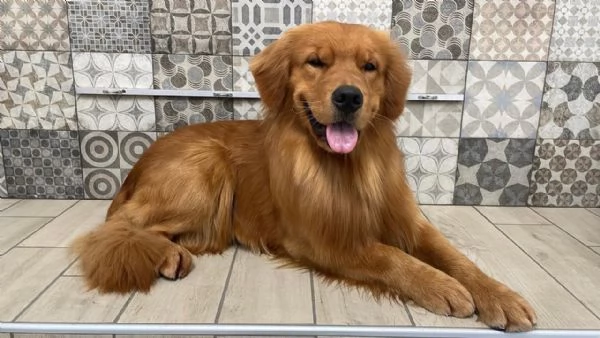 Golden Retriever - 100% AMERICANO | Foto 6