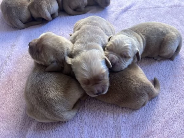 Golden Retriever - 100% AMERICANO