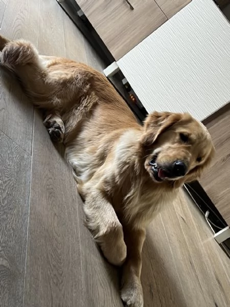 Golden Retriever - 100% AMERICANO | Foto 5