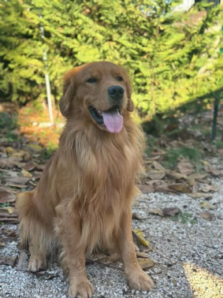 Golden Retriever - 100% AMERICANO | Foto 4
