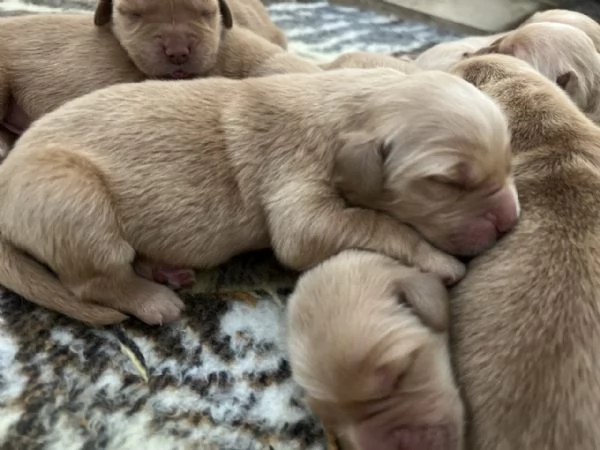 Golden Retriever - 100% AMERICANO | Foto 3