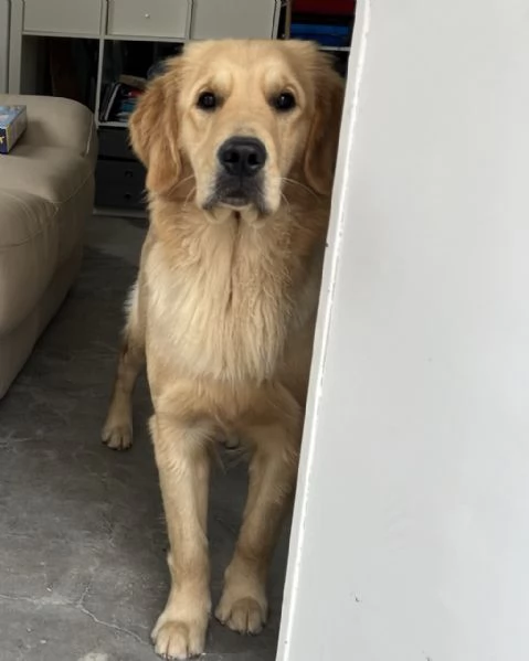 Golden Retriever - 100% AMERICANO | Foto 2