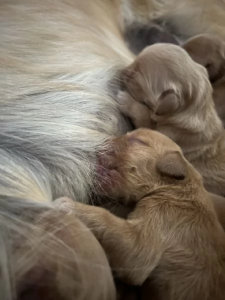 Golden Retriever - 100% AMERICANO | Foto 1