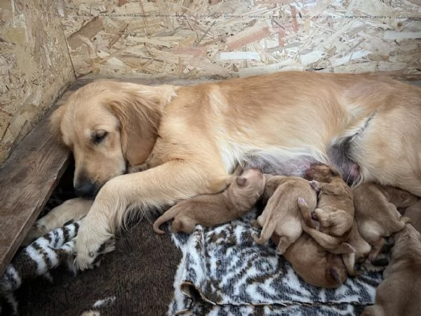 Golden Retriever - 100% AMERICANO | Foto 0
