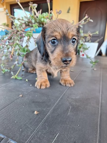 Bassotto tedesco nano pelo duro