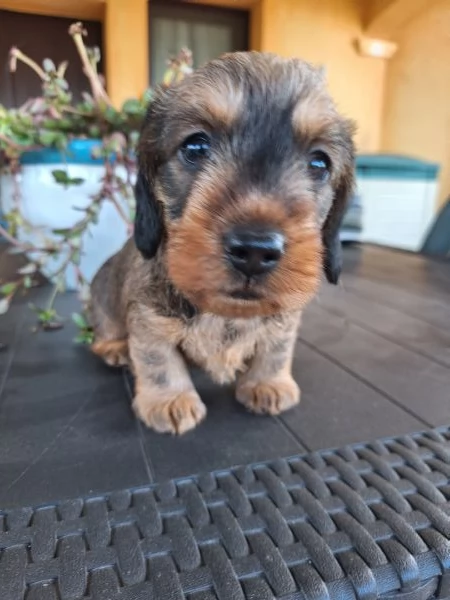 Bassotto tedesco nano pelo duro | Foto 1