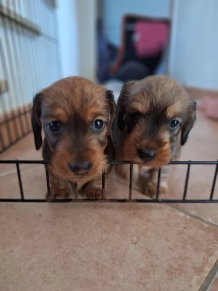 Bassotto tedesco nano pelo duro | Foto 0