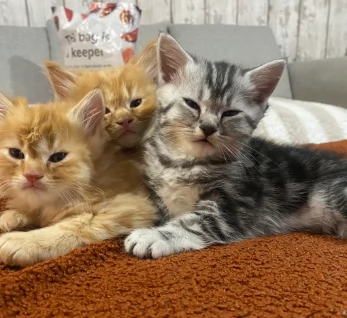 Bellissimi gattini persiani