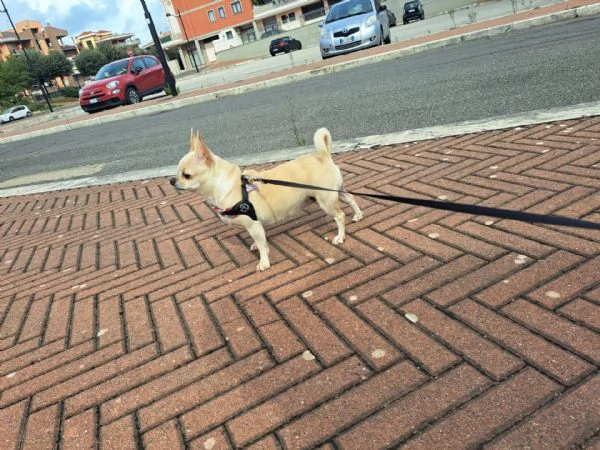Chihuahua | Foto 1